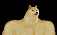 doge是什么意思(doge是什么意思表情)