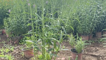 假龙头有哪些养护方法？